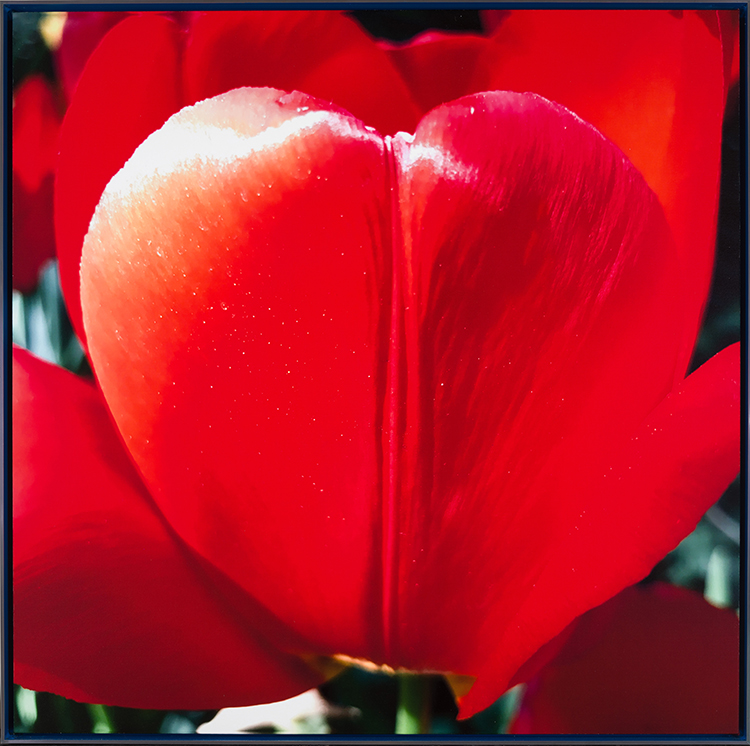 Tulip as My Heart in the Universe by James Lahey