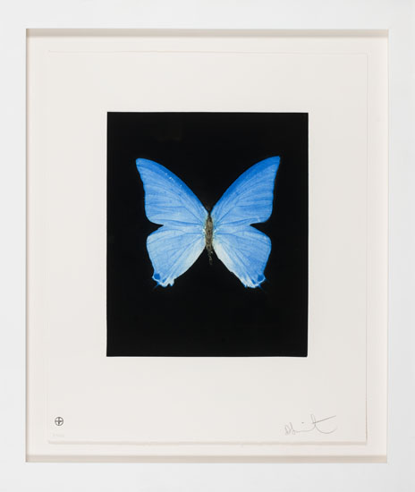 Providence (from the Butterfly Portfolio) by Damien Hirst