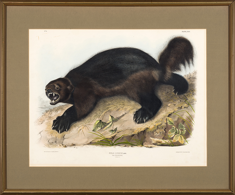 The Wolverine by After John James Audubon