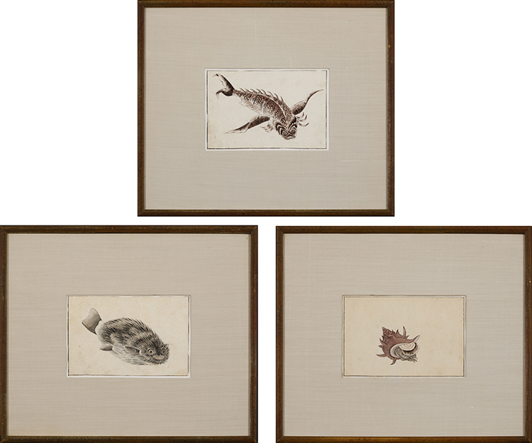 Three Japanese School Fish Study Paintings, circa 19th Century par 19th Century Japanese Art