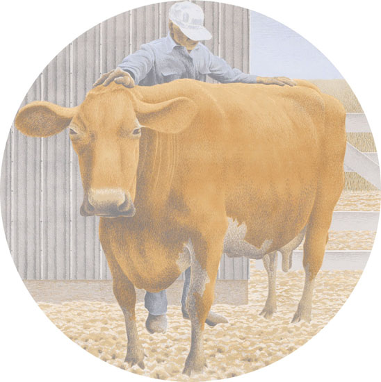 Prize Cow par Alexander Colville