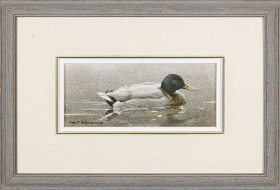 Mallard Duck by Robert Bateman