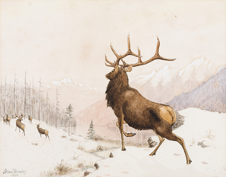 Elk in Snow by Allan Brooks