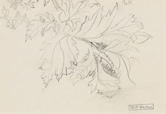 Study of Leaves par William Percival (W.P.) Weston