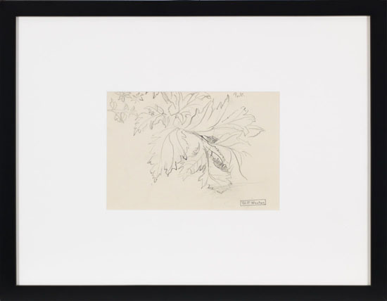 Study of Leaves by William Percival (W.P.) Weston