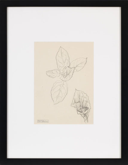 Flowers by William Percival (W.P.) Weston