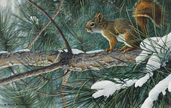 Red Squirrel Bateman, Robert