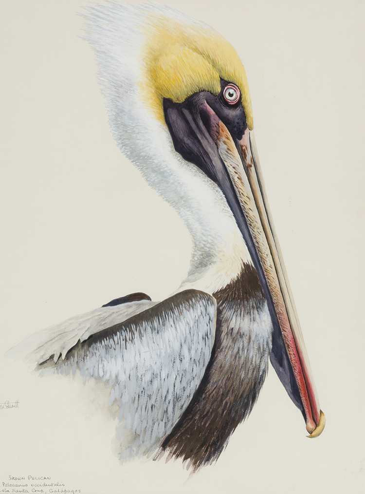 Brown Pelican par Terence Michael Shortt