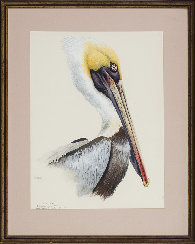 Brown Pelican by Terence Michael Shortt