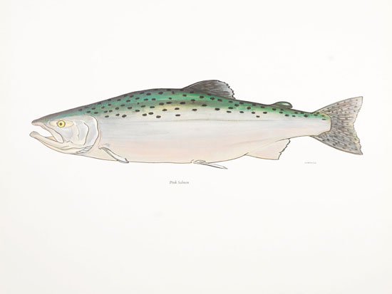The Salmon: Canada's Plea for a Threatened Species by William Ronald (Bill) Reid