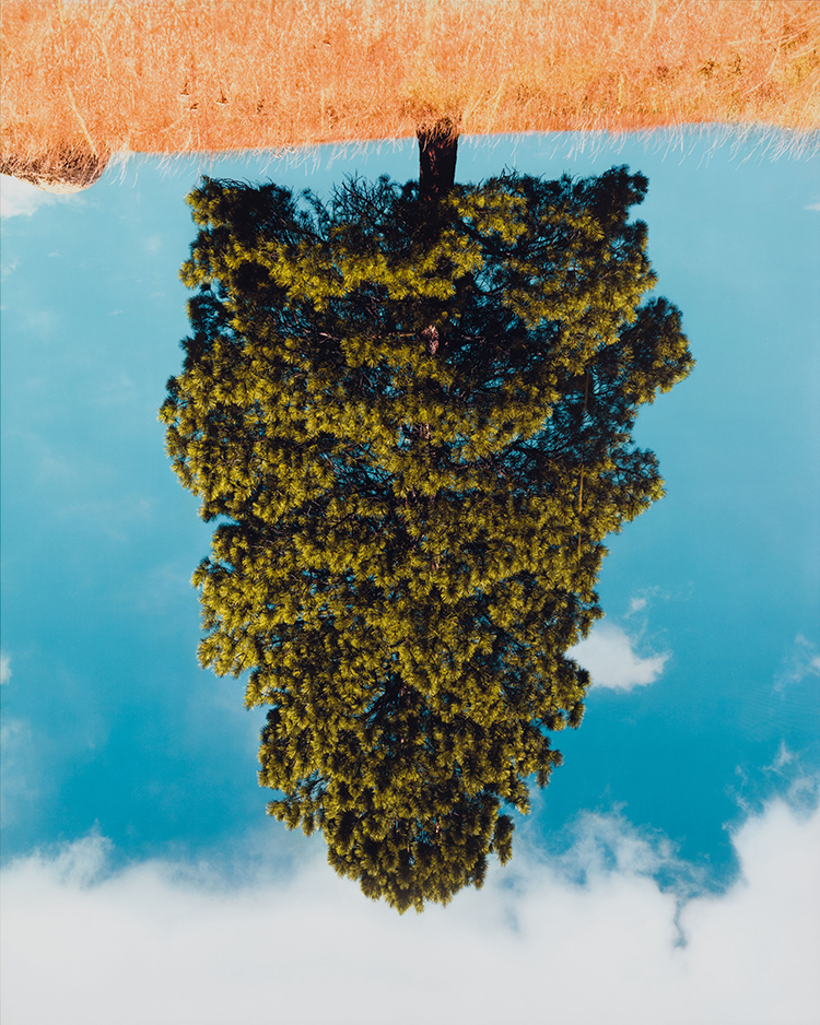 Ponderosa Pine No. 3 par Rodney Graham