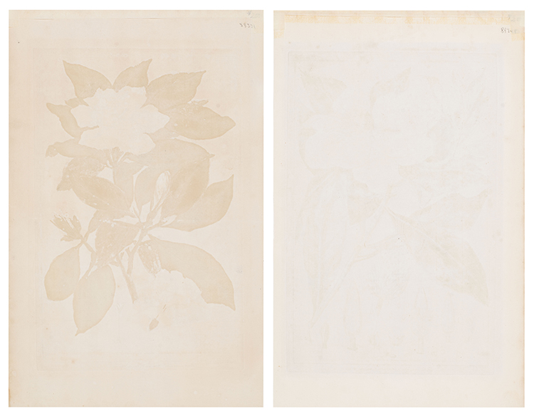 Pair of Botanical Engravings, Magnolia / Jasminum by Philip Miller