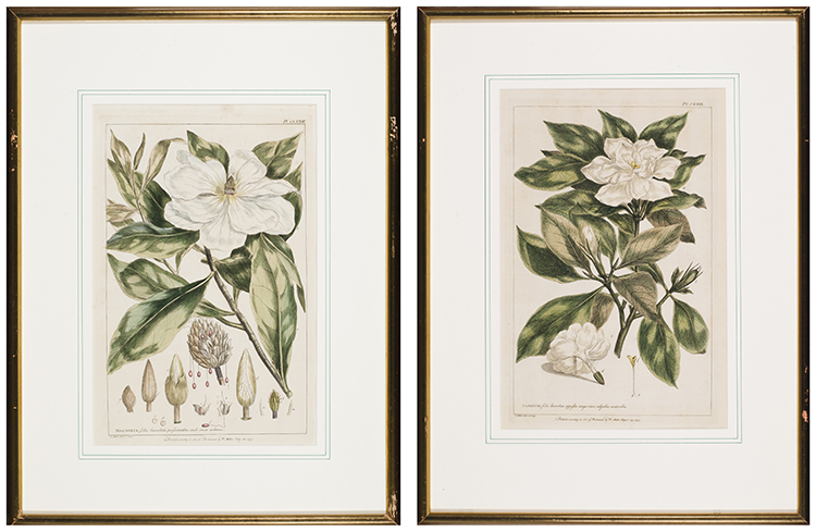 Pair of Botanical Engravings, Magnolia / Jasminum par Philip Miller