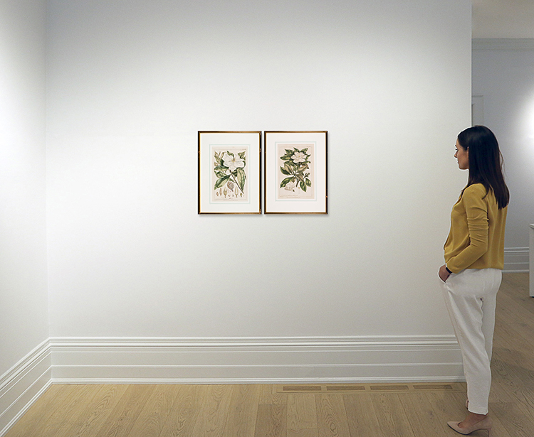 Pair of Botanical Engravings, Magnolia / Jasminum by Philip Miller