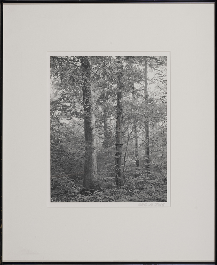 Herrontown Woods (Princeton N.J.) par George Tice