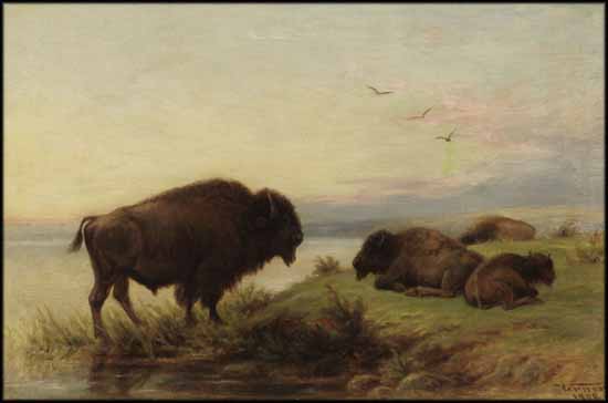 Buffalo Grazing by Frederick Arthur Verner