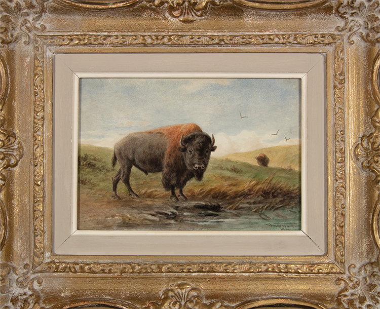 Buffalo Bull by Frederick Arthur Verner
