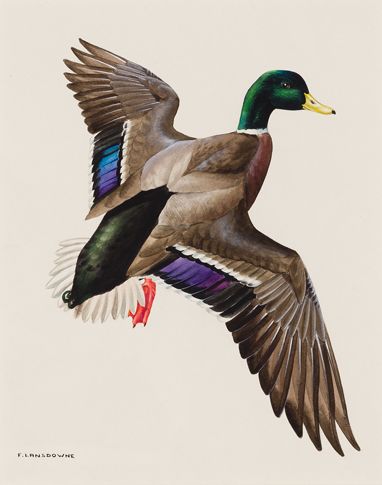 Mallard Duck by James Fenwick Lansdowne