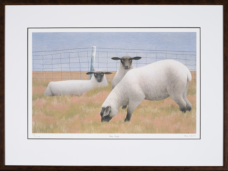 Three Sheep by Alexander Colville