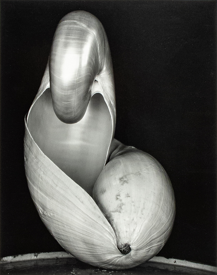 Shell, 1927 par Edward Weston