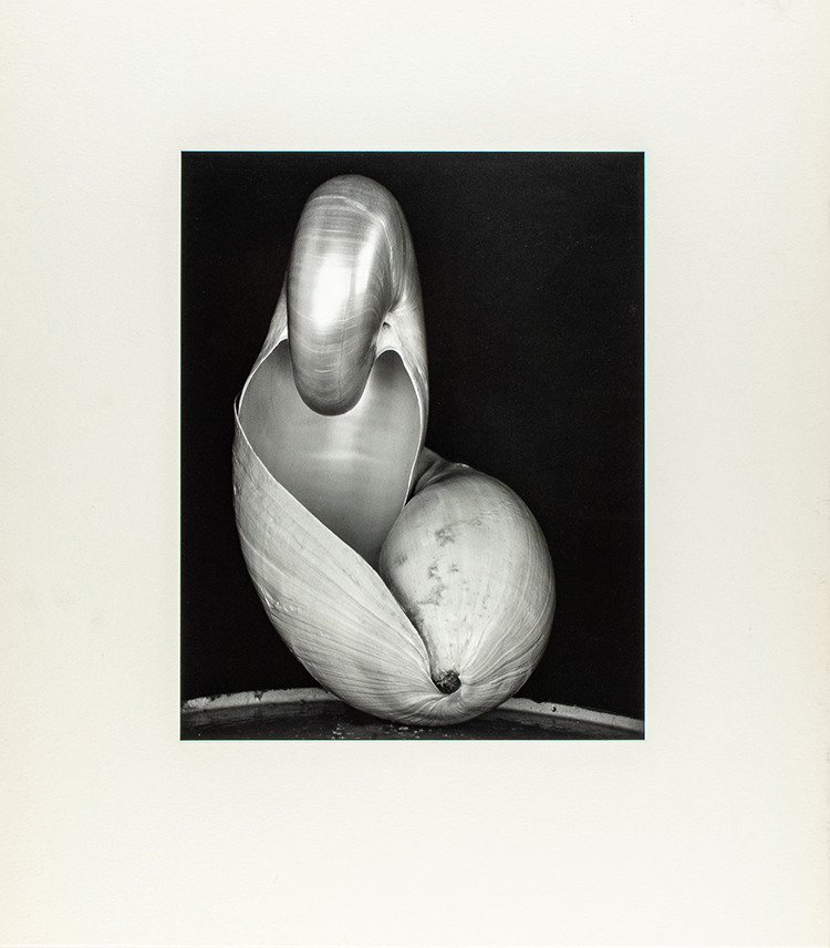 Shell, 1927 par Edward Weston