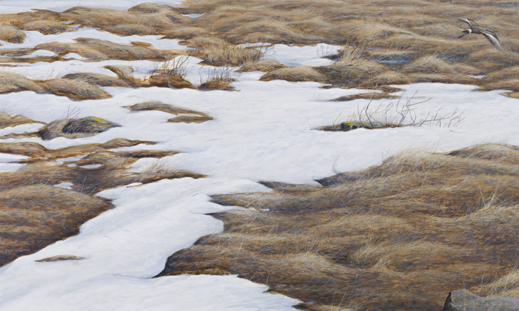 Hudsonian Godwit, South of Churchill, Manitoba par Ron Kingswood