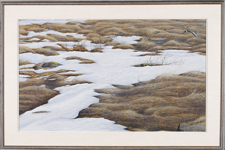 Hudsonian Godwit, South of Churchill, Manitoba par Ron Kingswood