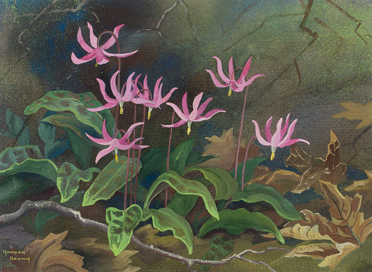 Shooting Stars by Annora Brown