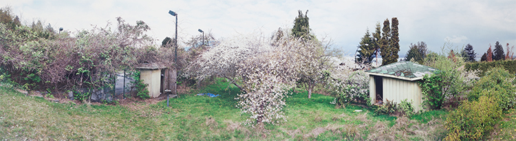 Orchard View Early Spring Rubus Discolour, Prunus nigra, Prunus Serrulata by Scott McFarland