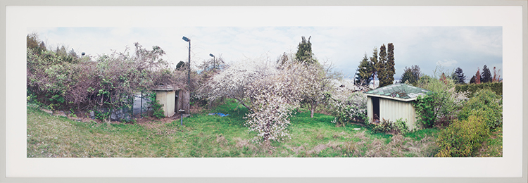 Orchard View Early Spring Rubus Discolour, Prunus nigra, Prunus Serrulata by Scott McFarland