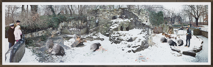 Display for Porcupines (Hystrix africae australis), Zoologischer Garten, Berlin par Scott McFarland