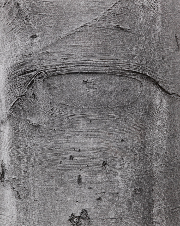 Shapes on a Tree par Jeff Wall