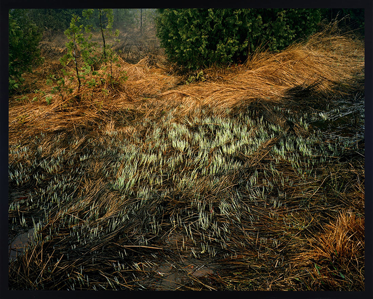 Grasses, Bruce Peninsula par Edward Burtynsky