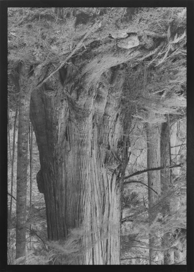 Old Growth Cedar #1 (Seymour Reservoir) by Rodney Graham