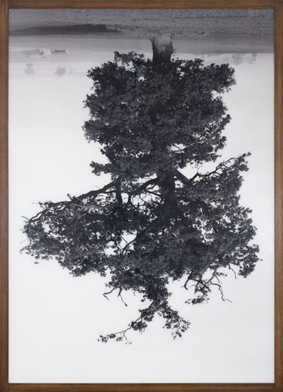 Oxfordshire Oak, Swalcliffe by Rodney Graham