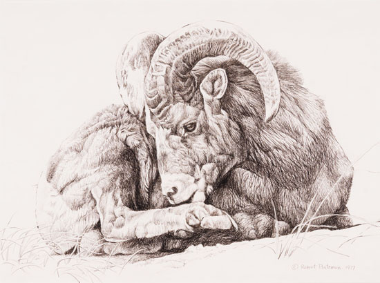 Ram par Robert Bateman