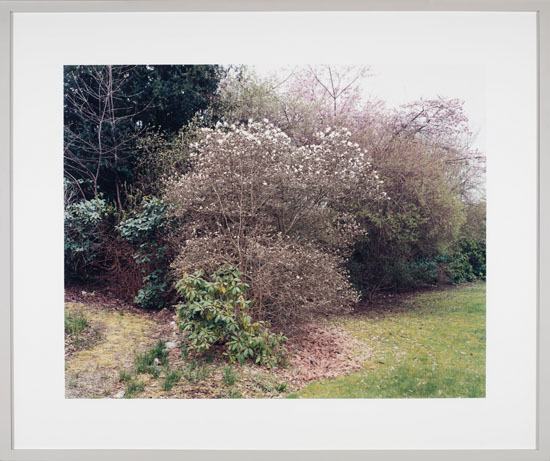 Tree Study: Magnolia Stelliata, Prunus Cerasifera by Scott McFarland