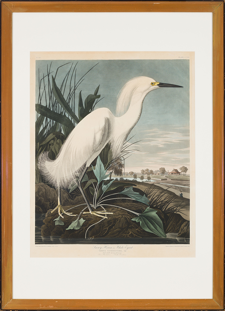 Snowy Heron or White Egret, No. 49, Plate CCXLII by After John James Audubon