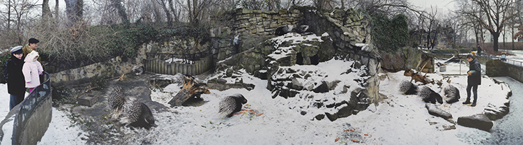 Display for Porcupines (Hystrix Africae Australis) Zoologischer Garten, Berlin par Scott McFarland