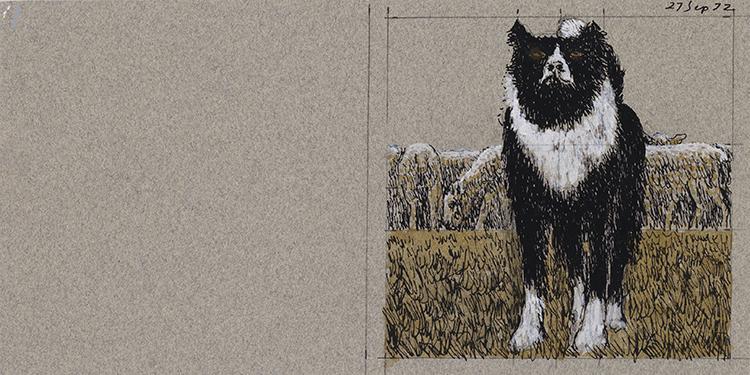 Study for Border Collie (AC00291) par Alexander Colville