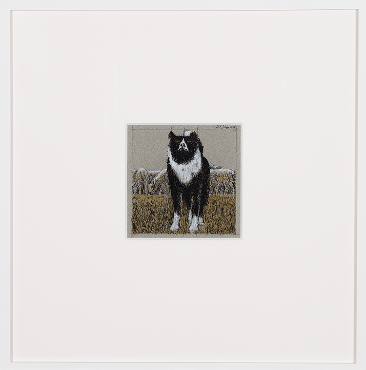 Study for Border Collie (AC00291) by Alexander Colville