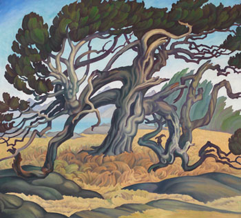 Old Pine, Vancouver Island by William Percival (W.P.) Weston