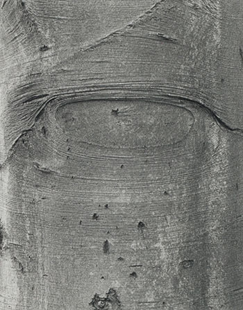 Shapes on a Tree by Jeff Wall vendu pour $4,688
