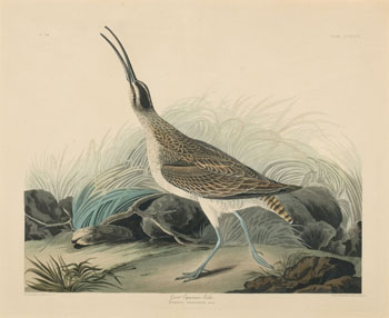 Great Esquimaux Curlew (Numenius Hudsonicus, Lath.) by After John James Audubon
