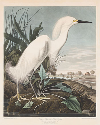 Snowy Heron or White Egret, No. 49, Plate CCXLII by After John James Audubon