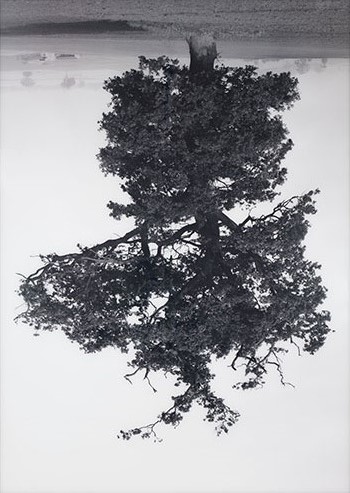 Oxfordshire Oak, Swalcliffe by Rodney Graham sold for $175,250